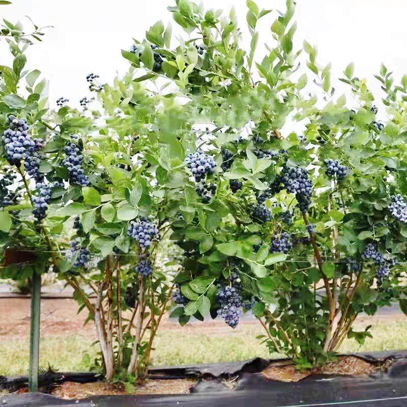 特大蓝莓树果苗L25兔眼奥尼尔南北方庭院盆栽地栽当年结果蓝莓苗,淘宝优惠券,粉丝福利购,淘宝优惠卷