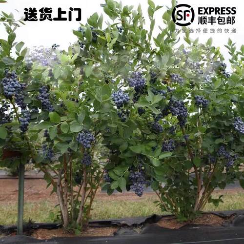 特大蓝莓树果苗L25兔眼奥尼尔南北方庭院盆栽地栽当年结果蓝莓苗 - 图0