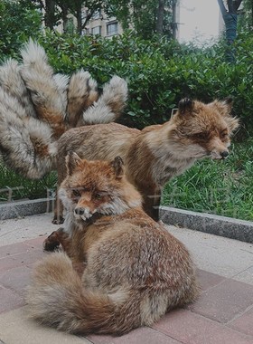 仿真狐狸玩偶红色小狐狸九尾狐标本赤狐雪狐玩具摆件佛堂狐狸道具