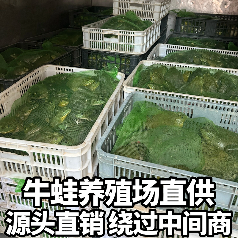 牛蛙鲜活新鲜冷冻特大田鸡蛙肉免处理牛蛙腿火锅商用田蛙批发顺丰,淘宝优惠券,粉丝福利购,淘宝优惠卷