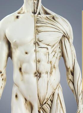 人体全身肌肉模型雕像绘画医用解剖骨骼结构泥塑艺用参考物美术用