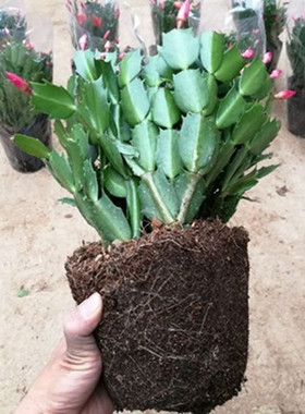 蟹爪兰盆栽多色室内花卉植物室内开花蟹爪莲蟹角抓盆栽