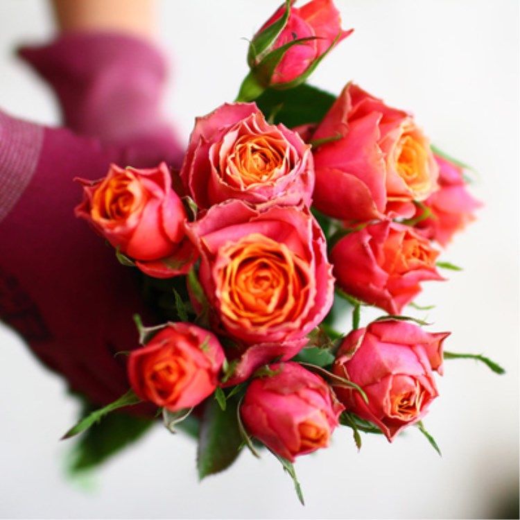 惠惠的花园 阳台微月永远的那不勒斯多季开花不断勤花盆栽玫瑰,淘宝优惠券,粉丝福利购,淘宝优惠卷