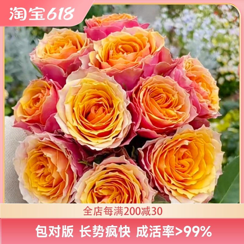 惠惠的花园 阳台微月永远的那不勒斯多季开花不断勤花盆栽玫瑰,淘宝优惠券,粉丝福利购,淘宝优惠卷