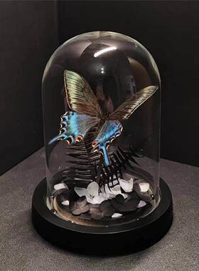 绿带翠凤蝶森林绿皇后真蝴蝶标本艺术玻璃罩摆件手工生日收藏礼物