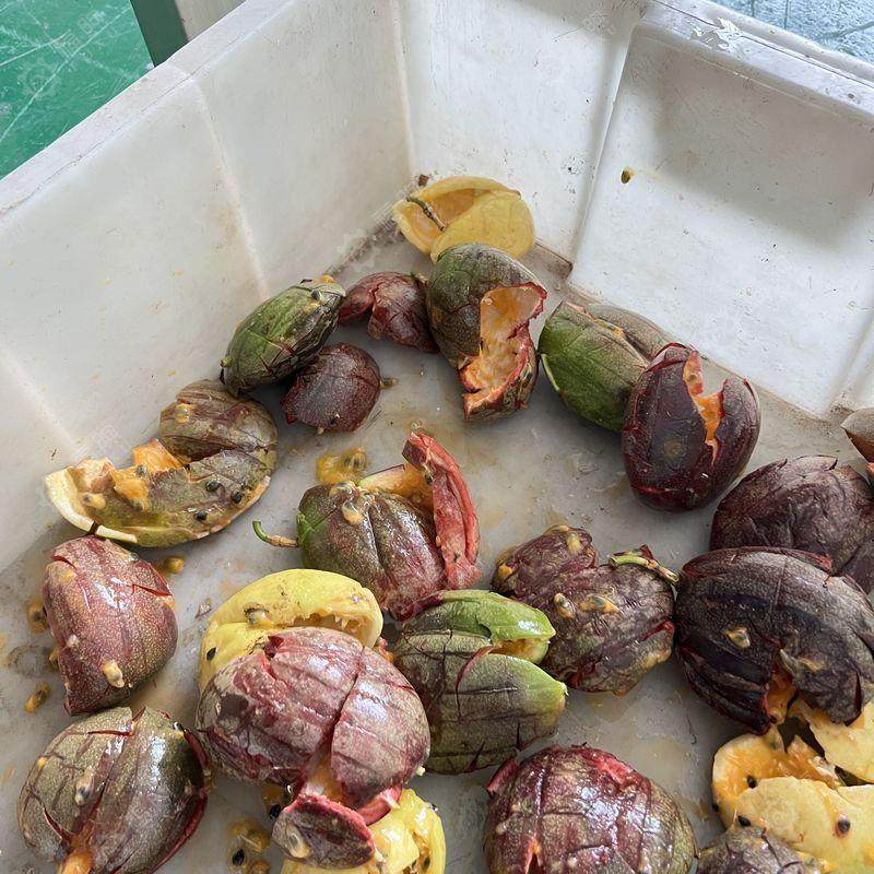 全自动百香果榨汁机商用大型百香果取汁机百香果取浆设备,淘宝优惠券,粉丝福利购,淘宝优惠卷