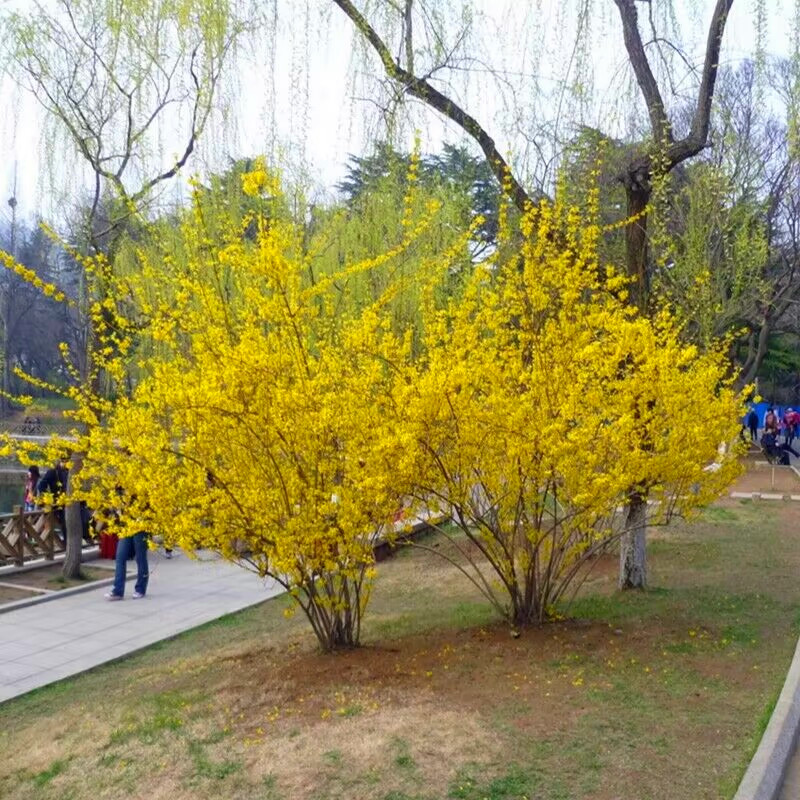 连翘树苗连翘苗迎春花苗黄老虎阳台别墅庭院绿化苗木耐寒好养植物 - 图2