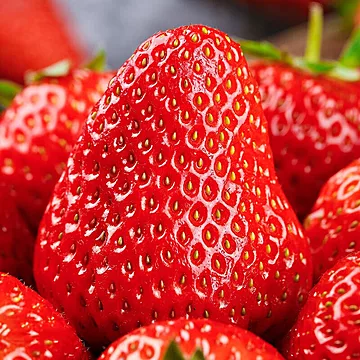 【顺丰直达】奶油草莓3斤[10元优惠券]-寻折猪