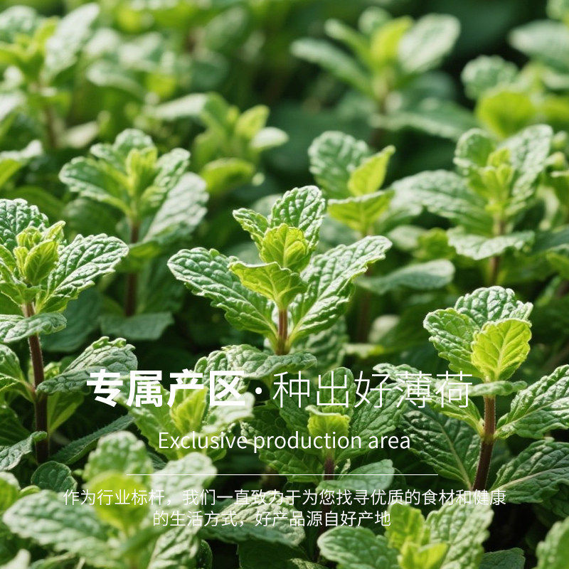 食用薄荷粉天然冲饮可烘焙商用鼻吸原浆清凉冰粉纯薄荷叶干粉中药,淘宝优惠券,粉丝福利购,淘宝优惠卷