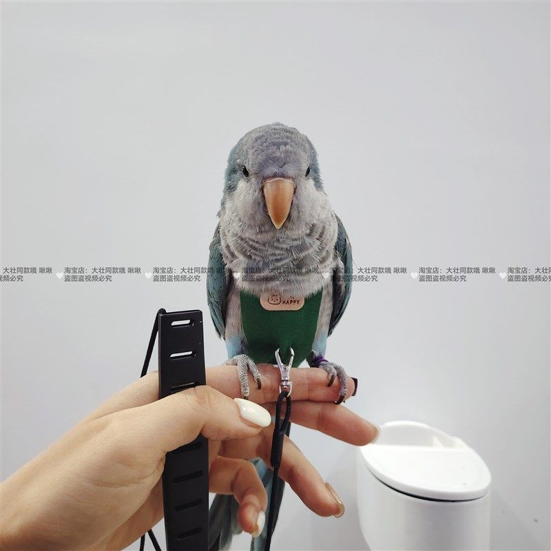 一片式舒适款虎皮牡丹玄凤鹦鹉鸟衣服小背心衣服飞行背带放飞绳,淘宝优惠券,粉丝福利购,淘宝优惠卷