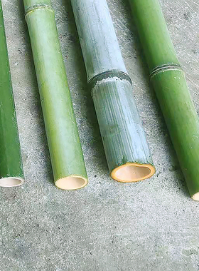 新鲜竹筒天然竹竿小竹子婚庆桌面摆件H绿色竹子花艺装饰大小短竹