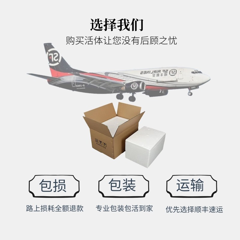 酒红水晶虾淡水鱼缸除藻工具观赏鲜活大小体型宠物台系纯血蝦包邮,淘宝优惠券,粉丝福利购,淘宝优惠卷