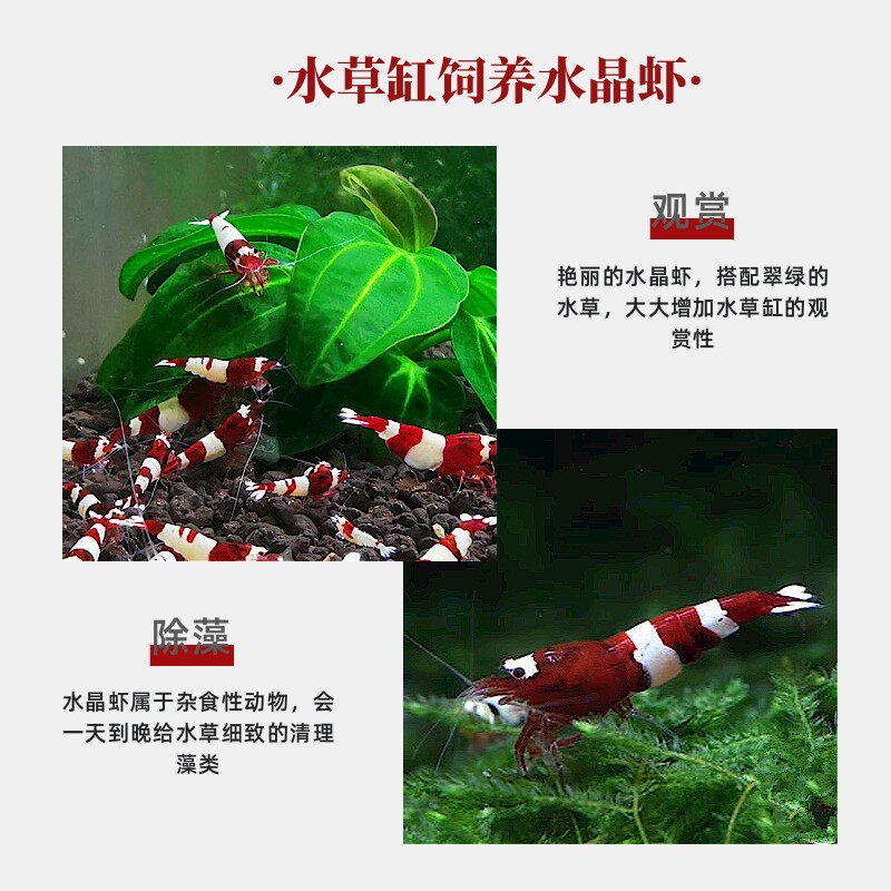 酒红水晶虾淡水鱼缸除藻工具观赏鲜活大小体型宠物台系纯血蝦包邮,淘宝优惠券,粉丝福利购,淘宝优惠卷