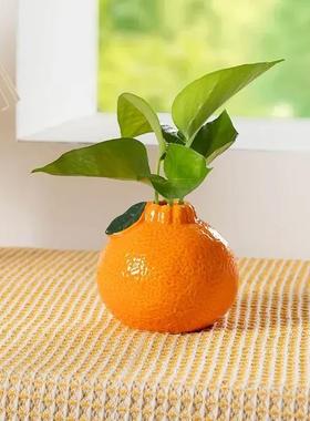 创意橘子花瓶塑料水养绿萝水培花盆花器客厅桌面办公桌装饰品摆件