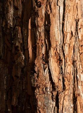 仿真木桩树桩假仿木桩圆木墩商场服装店橱窗造景装饰道具木头桩子
