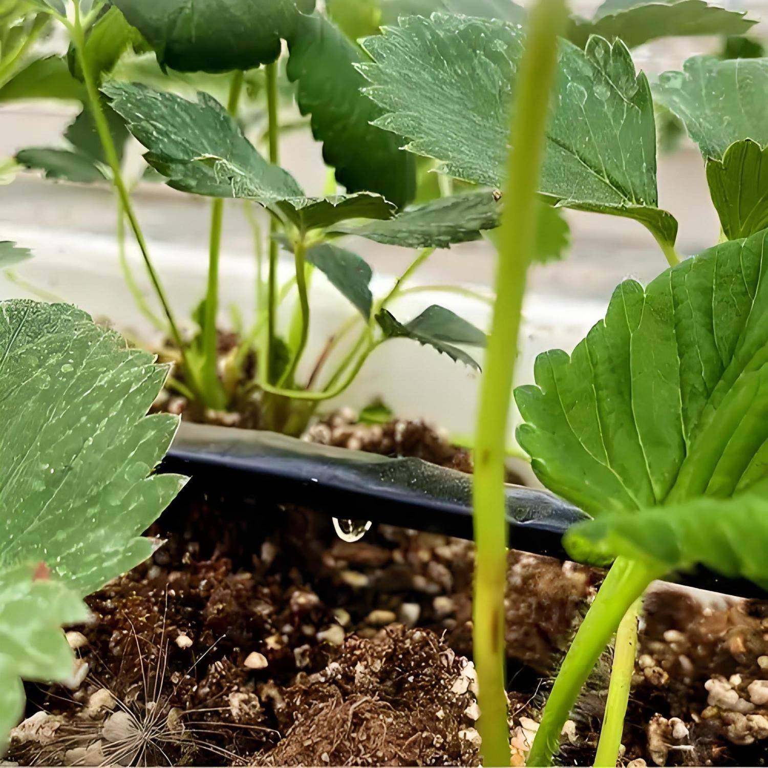 新款小流量农用滴灌带滴灌滴管铺设距离300米0.8L1.1升滴水管玉米,淘宝优惠券,粉丝福利购,淘宝优惠卷