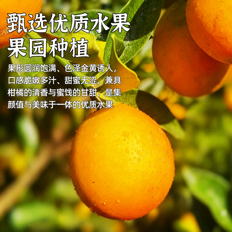 【所有女生直播间】融安脆蜜金柑第三代脆蜜金桔橘子新鲜水果脆甜,淘宝优惠券,粉丝福利购,淘宝优惠卷