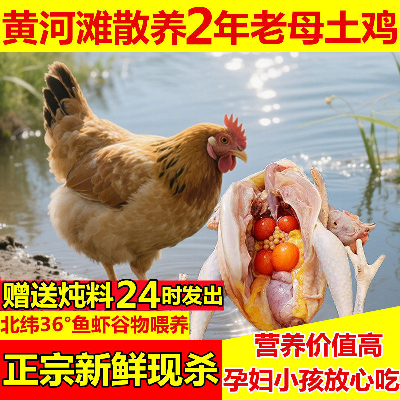 2年黄河滩黄油老母鸡带蛋纯土鸡笨鸡柴鸡农家散养走地鸡整只鸡,淘宝优惠券,粉丝福利购,淘宝优惠卷