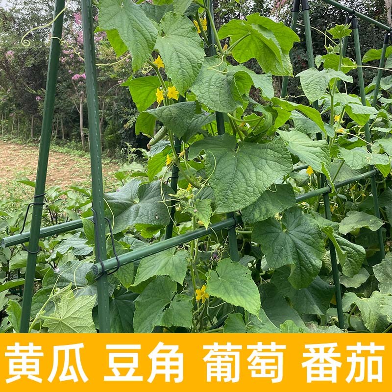 园艺爬藤架包塑钢管支撑杆固定豆角月季黄瓜葡萄架植物花支架菜园 - 图2