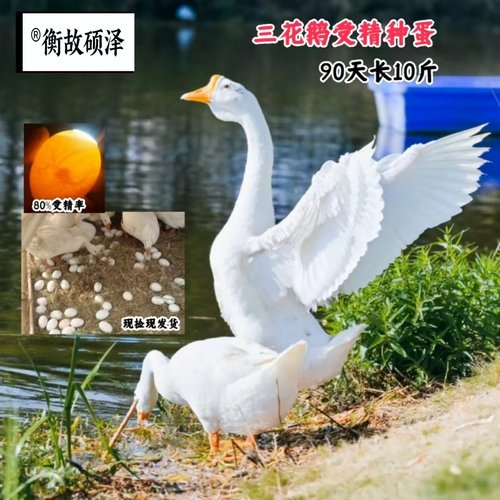 三花鹅受精种蛋新鲜捡蛋发货高受精出壳率能孵小鹅受精卵农场直发 - 图2