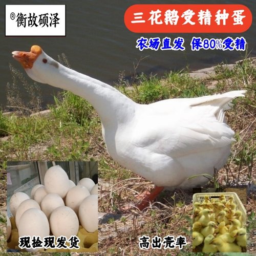 三花鹅受精种蛋新鲜捡蛋发货高受精出壳率能孵小鹅受精卵农场直发 - 图3