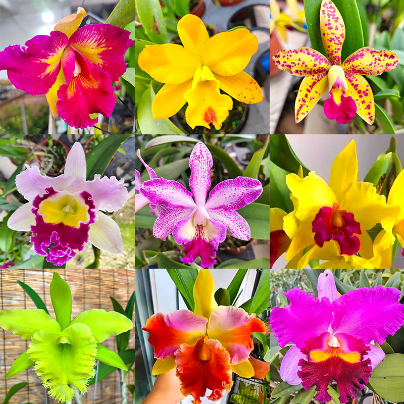 卡特兰基地特价大花浓香洋兰花苗盆栽花卉办公室绿植好养懒人植物,淘宝优惠券,粉丝福利购,淘宝优惠卷