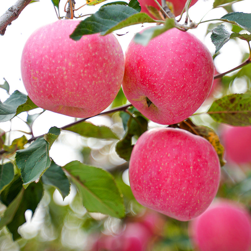 【烈儿超值年货节 】三色苹果（红富士+维纳斯+王林苹果） 礼盒装,淘宝优惠券,粉丝福利购,淘宝优惠卷