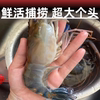 Raw shrimp, fresh extra-large macrobrachium, fresh big head shrimp, money shrimp, quick-frozen base shrimp, freshwater shrimp