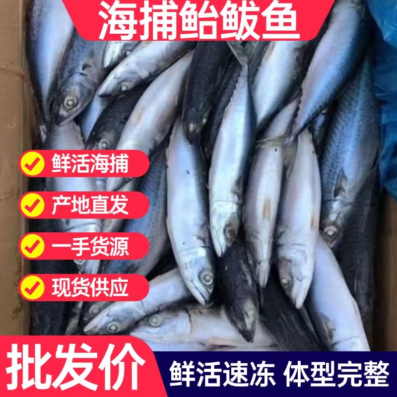 鲐鲅鱼新鲜青占鱼鲜活冷冻整箱海鲜水产马鲛鱼鲭鱼燕青鱼鲅鱼10斤,淘宝优惠券,粉丝福利购,淘宝优惠卷