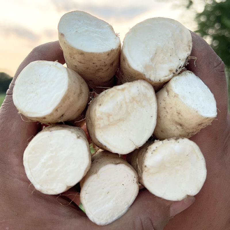 果虹正宗巴马白皮牛奶人参薯白心粉糯香甜红薯新鲜现挖番薯地瓜 - 图1