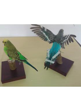 真鹦鹉标本 家居摆设 办公室工艺品装饰摆件