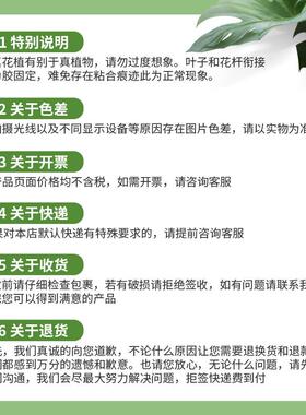 特价促把销仿真盆栽芋水花芋小仿QNI真花仿真绿植摆件束芋头叶水