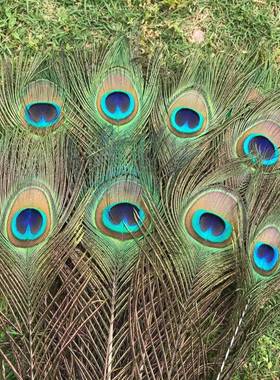 9支天然大眼睛真孔雀羽毛家居装饰插花瓶摆件DIY孔雀翎尾寓意吉祥