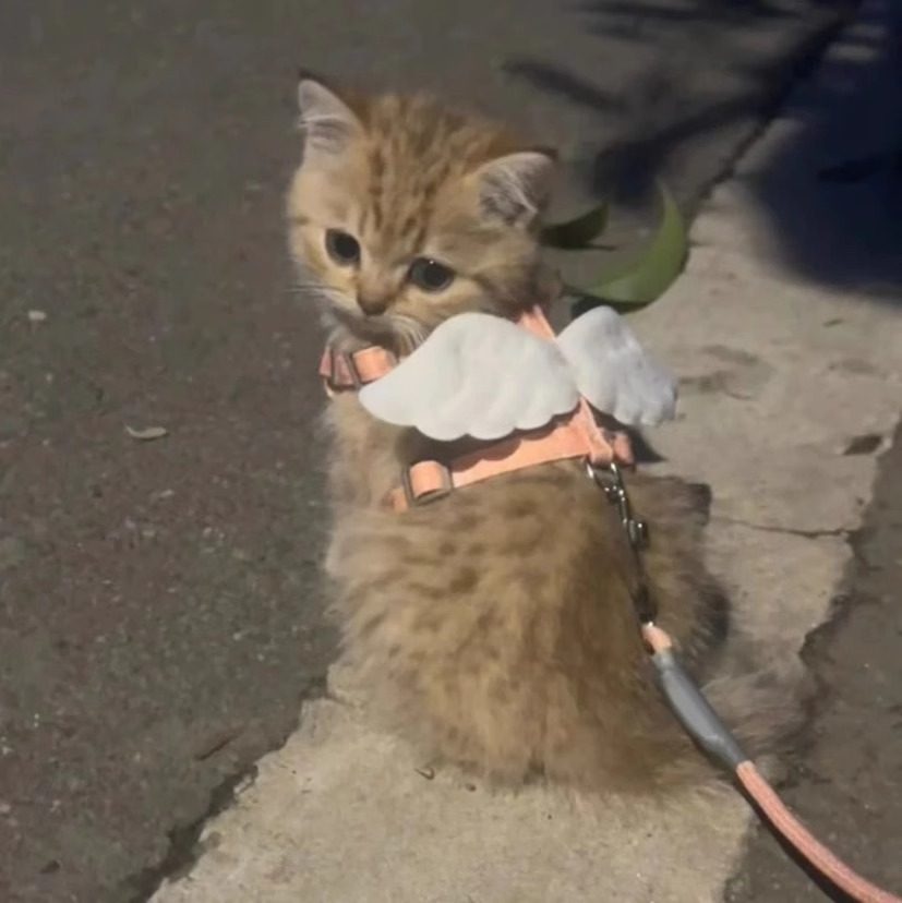猫咪牵引绳外出专用遛猫遛狗溜兔子翅膀防挣脱可调节胸背宠物用品,淘宝优惠券,粉丝福利购,淘宝优惠卷