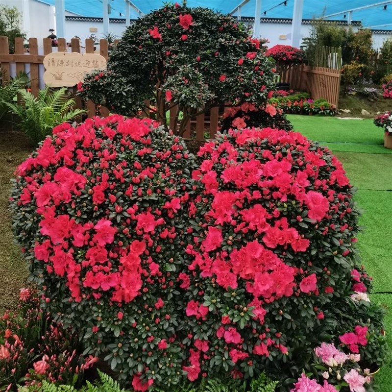 悬崖造型杜鹃花盆景盆栽四季开花室内外绿植凤尾高山流水花卉老桩 - 图0