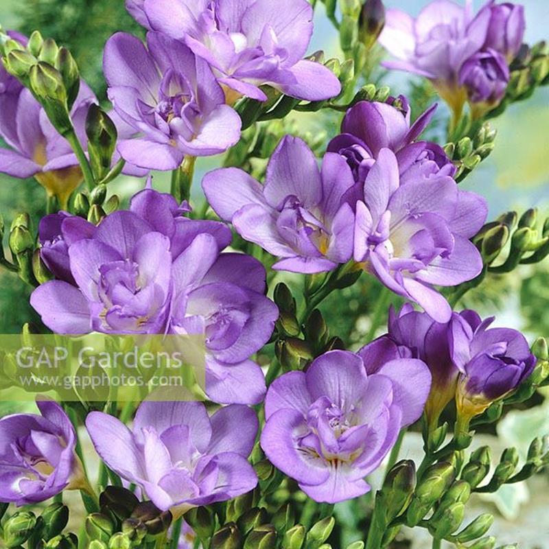 进口香雪兰种球小苍兰盆栽带花苞室内外四季播种卉绿植物好养重瓣 - 图2