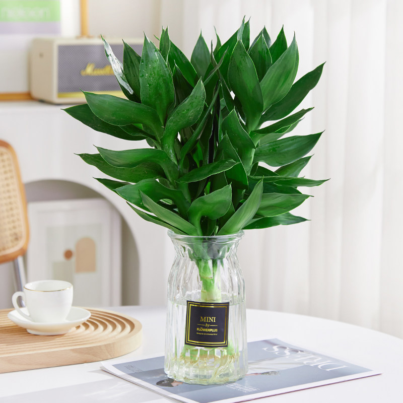 书桌文昌竹4支水培高考学富贵竹室内绿植办公室客厅卧室四季好养,淘宝优惠券,粉丝福利购,淘宝优惠卷