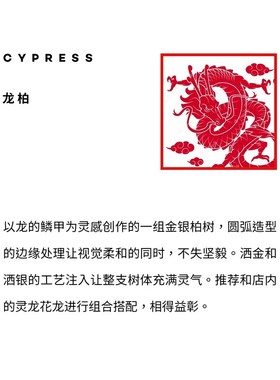 龍柏 千层洒金发财树 客厅玄关龙年装饰摆件 乔迁之喜高级氛围感