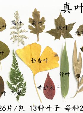 天然树叶标本中秋幼儿园手工制作树叶贴画儿童diy干树叶手工材料