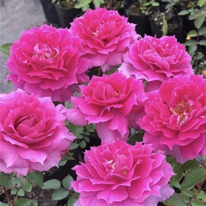 天方夜谭月季花苗四季可盆栽玫瑰开花特大花藤本花树蔷薇爬藤小苗,淘宝优惠券,粉丝福利购,淘宝优惠卷