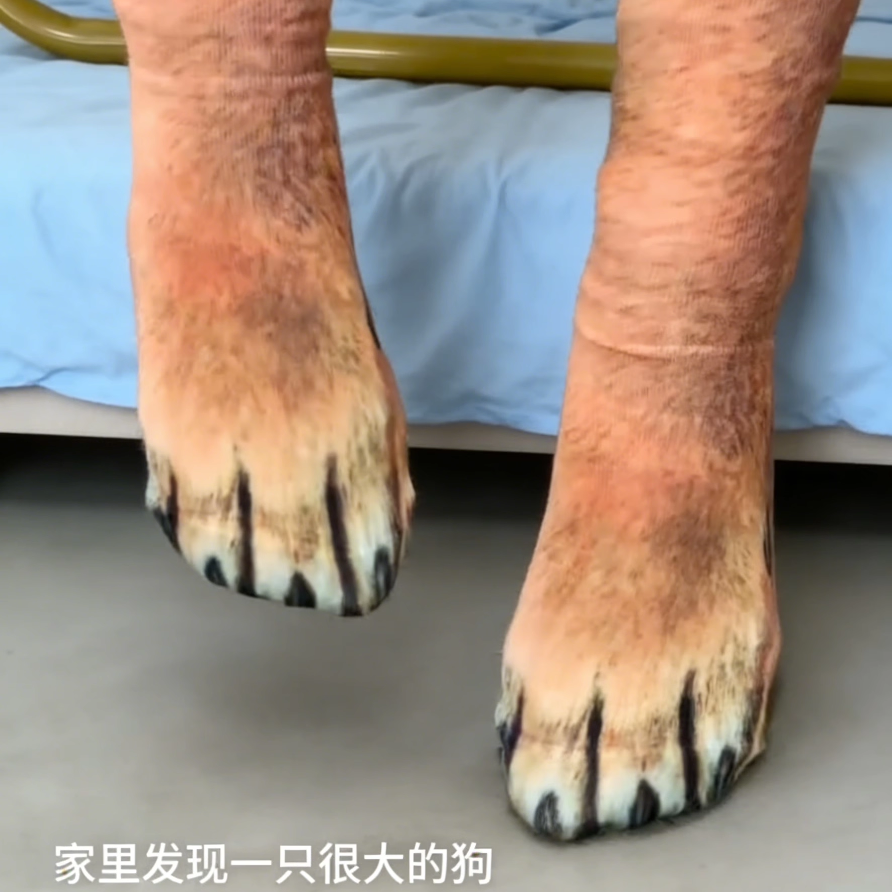 仿真狗脚袜子动物爪子整蛊用品搞怪恶搞长筒袜个性3d印花抽象猫爪,淘宝优惠券,粉丝福利购,淘宝优惠卷