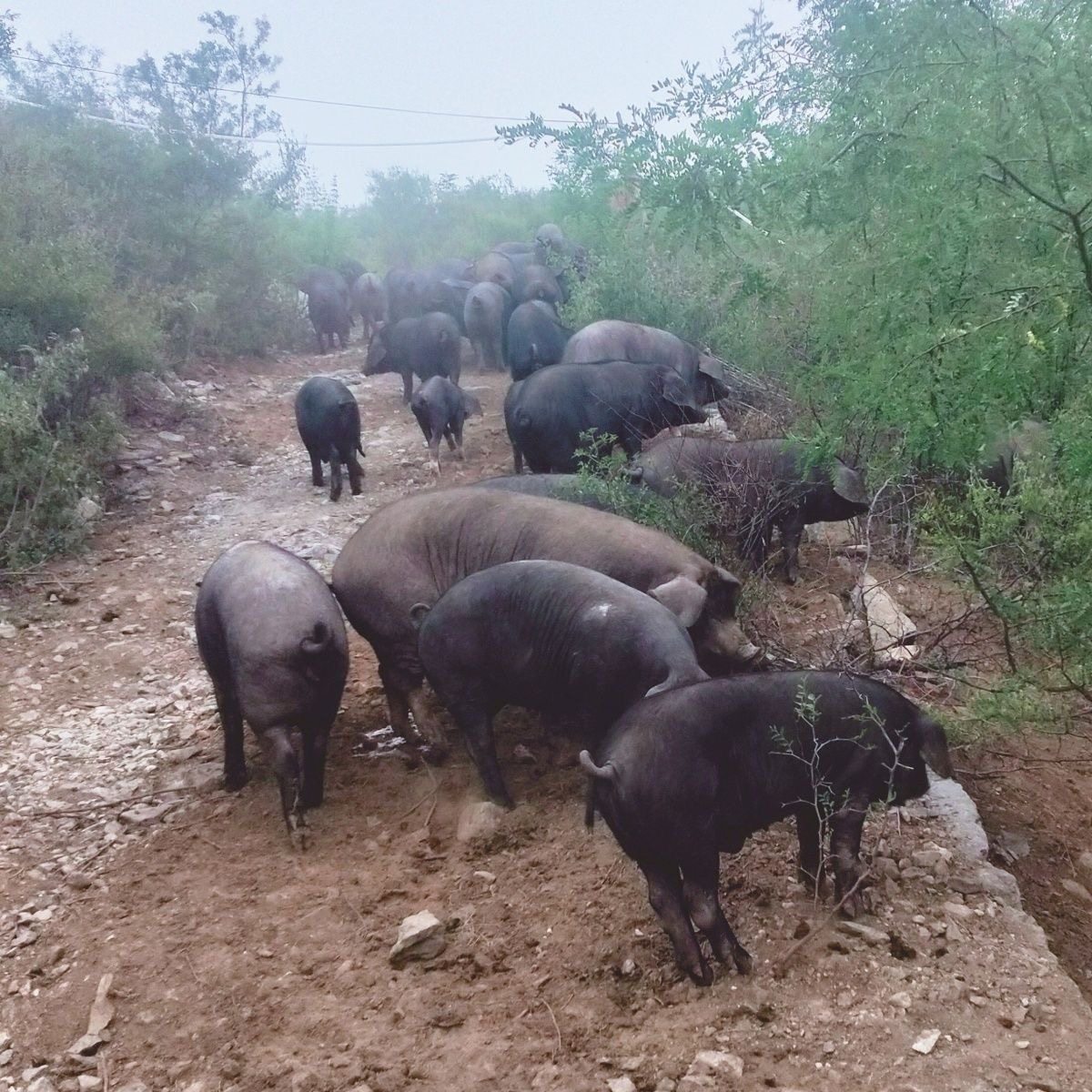 原生态现杀野山猪二代山猪跑山猪农家香猪土猪带带皮排骨腩五花肉,淘宝优惠券,粉丝福利购,淘宝优惠卷