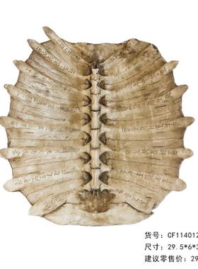 树脂仿真化石甲骨文龟壳摆件 咖啡厅酒吧壁挂墙面软装饰教学道具