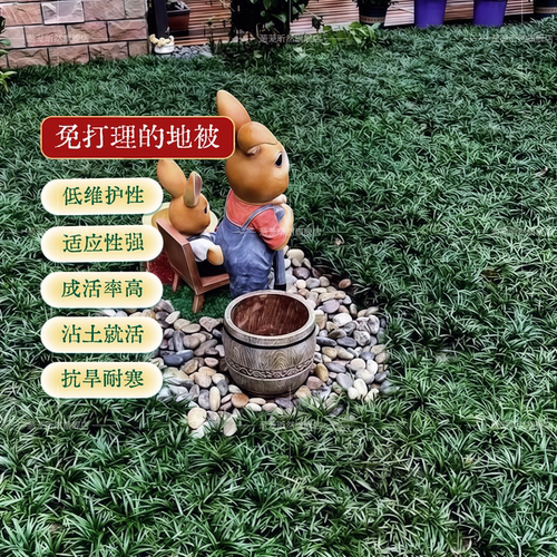 矮麦冬庭院绿化麦冬草苗沿阶草耐阴耐寒常绿麦冬地被植物玉龙草 - 图2