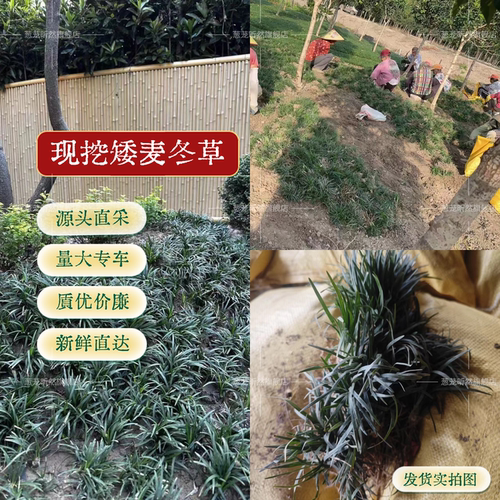 矮麦冬庭院绿化麦冬草苗沿阶草耐阴耐寒常绿麦冬地被植物玉龙草 - 图0