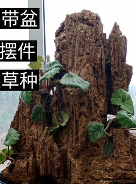 天然上水石吸水石假山盆景摆件观赏石鱼缸造景奇石微景观