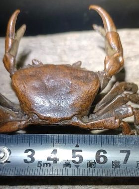 古玩铜器螃蟹茶宠摆件实心茶道茶玩禅意横财将军大发横财装饰摆件