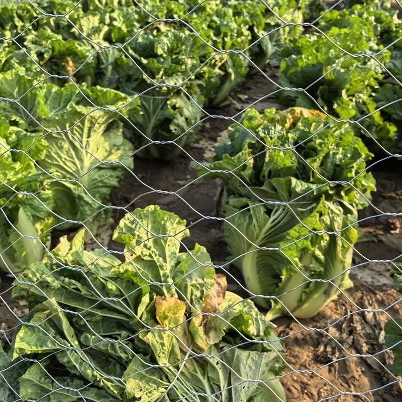 孔7X9厘米热镀锌六角拧花网菜园花园铁丝防护鸡笼小动物养殖围网,淘宝优惠券,粉丝福利购,淘宝优惠卷