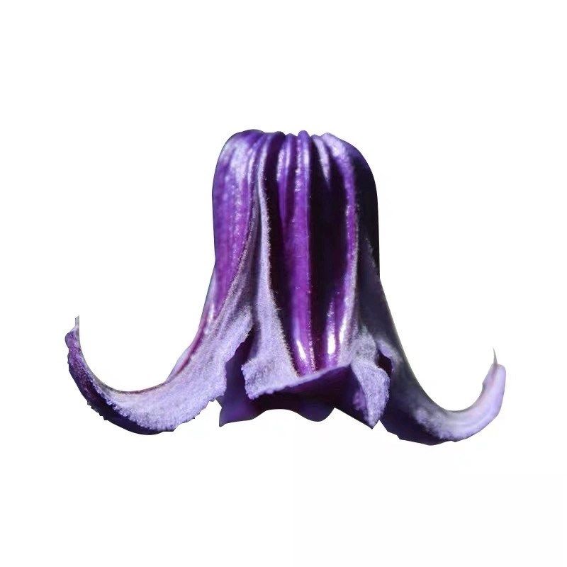 如古铁线莲花苗多年生攀援爬藤花卉可爱铃铛阳台观花垂吊藤蔓植物,淘宝优惠券,粉丝福利购,淘宝优惠卷