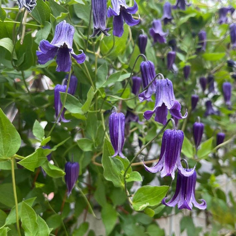 如古铁线莲花苗多年生攀援爬藤花卉可爱铃铛阳台观花垂吊藤蔓植物,淘宝优惠券,粉丝福利购,淘宝优惠卷